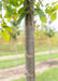 Closeup of upper trunk and green leaves.