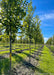 A row of Princeton American Elm with green leaves, with the sunshine filtering through.