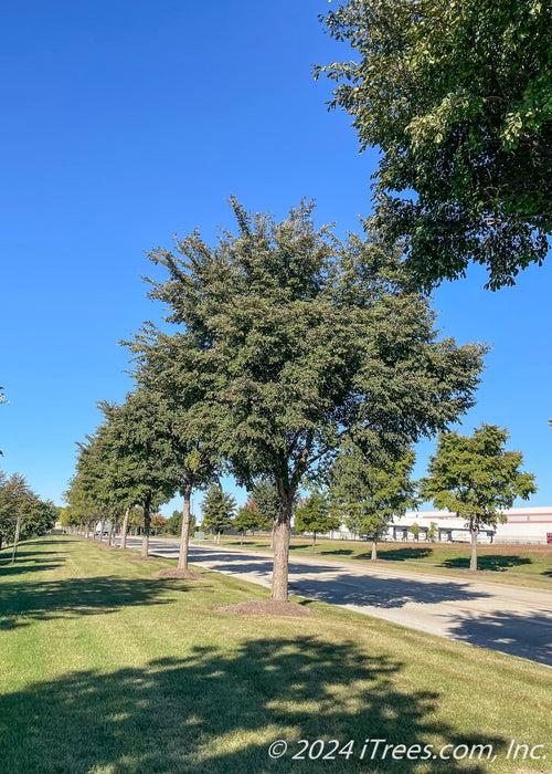 A street is lined on either side of the road with maturing Accolade Elm trees with green leaves.