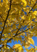 Yellow fall color closeup with blue sky in the background