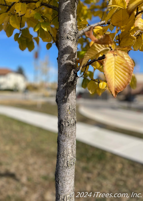Closeup of newly planted Accolade Elm trunk and yellow fall color