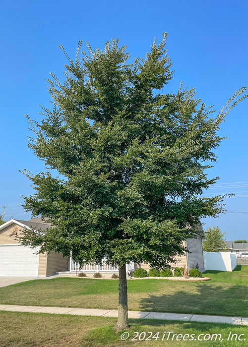 Accolade Elm on the parkway with green leaves