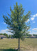 A New Horizon Elm with upright spreading branches with dark green leaves, and rough rugged trunk. Planted in an open area of a local park. Houses and a cloudy blue sky are in the background.