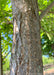 Closeup of rough textured grey trunk and underside of lower canopy of green leaves..