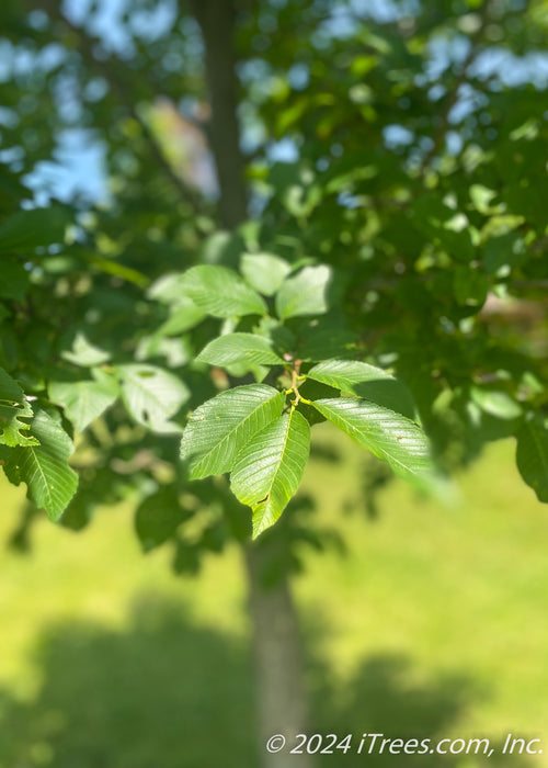 Closeup of shiny green leaves.
