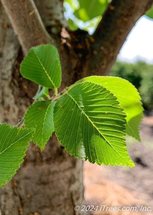 Closeup of shiny green leaf with sun filtering through the right hand side of the leaf.