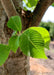 Closeup of shiny green leaf with sun filtering through the right hand side of the leaf.