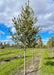 A New Horizon Elm in the nursery with green leaves and a smooth grey trunk. Strips of green grass between rows of trees, and a cloudy blue sky are in the background.