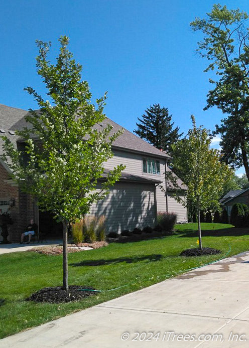 Two newly planted New Horizon Elm trees are planted along a driveway for added shade. The neighbor's house is in the background with a clear blue sky.