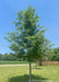 New Horizon Elm planted in the front side yard of a country home. A soybean field, and a deck surrounded pool are in the background with a clear blue sky.