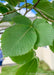 Closeup of large green serrated leaf.