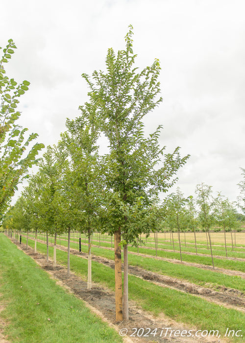 A New Horizon Elm in the nursery with a large ruler standing next to it to show its canopy height measured at about 5 ft.