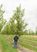 New Horizon Elm in the nursery with a person standing next to it to show its height comparison. Their head is at the lowest branch.