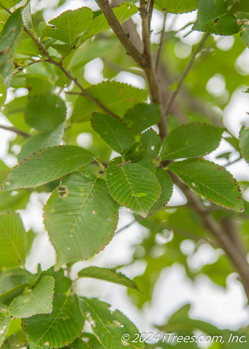 A closeup of a bunch of light green leaves and brown tree branches.