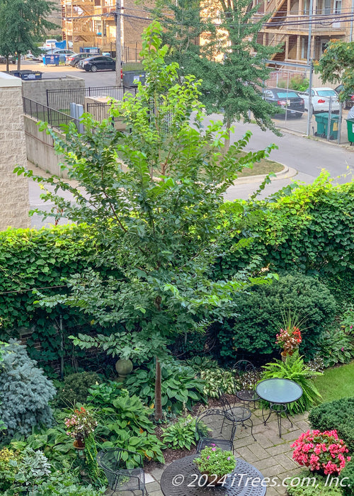 A newly planted New Horizon Elm in a Chicago backyard courtyard, planted near a fence in a garden landscape near tables and chairs on a patio.