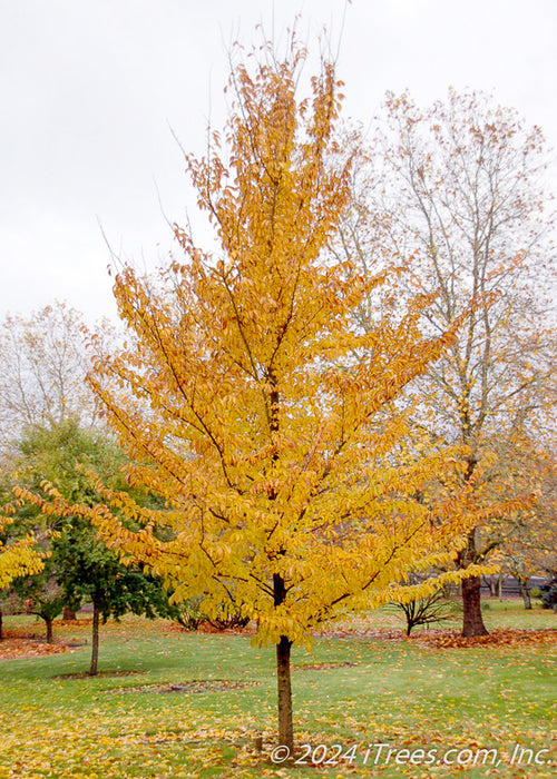 Emerald Sunshine Elm in the fall with a canopy of yellow leaves.