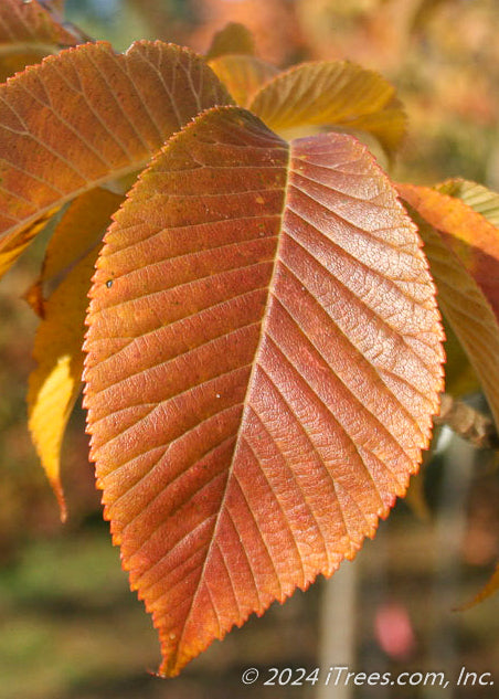 Closeup of rusty yellow-orange fall color.