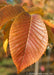 Closeup of rusty yellow-orange fall color.
