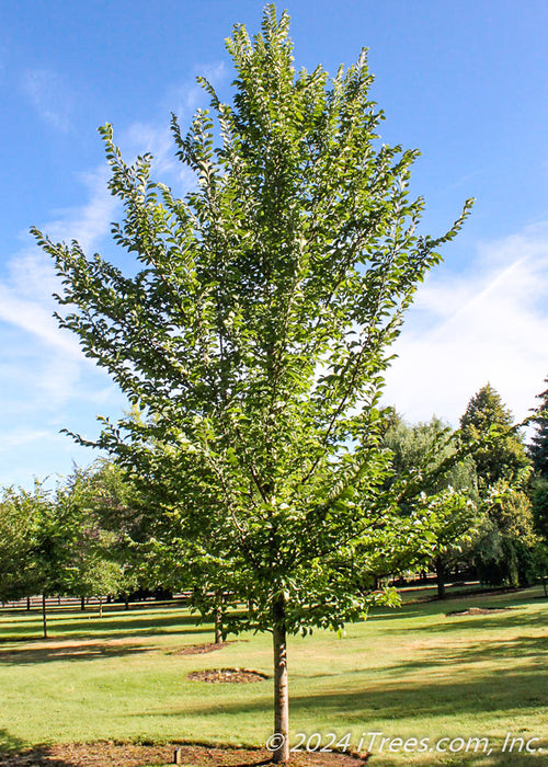 Emerald Sunshine Elem with green leaves.