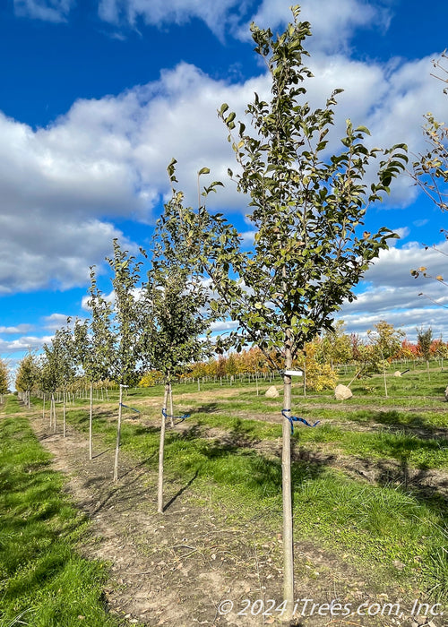 A row of Emerald Sunshine Elm growing in the nursery with green leaves.