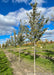 A row of Emerald Sunshine Elm growing in the nursery with green leaves.