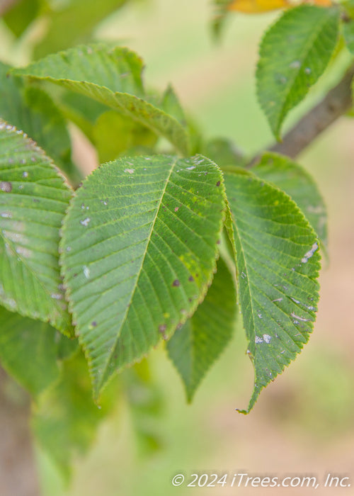 Closeup of dark green finely serrated leaves.