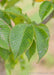 Closeup of dark green finely serrated leaves.
