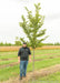Emerald Sunshine Elm in the nursery with a person standing nearby for a height comparison with their shoulder at the lowest branch.