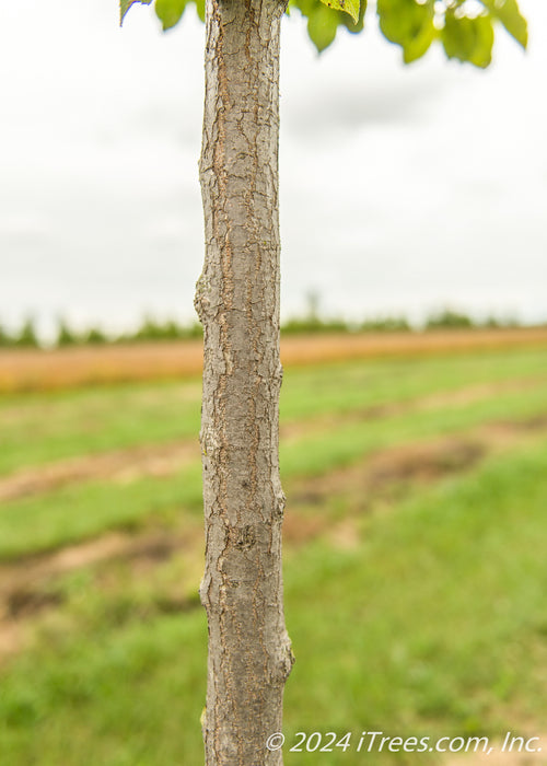 Closeup of smooth greyish brown trunk.