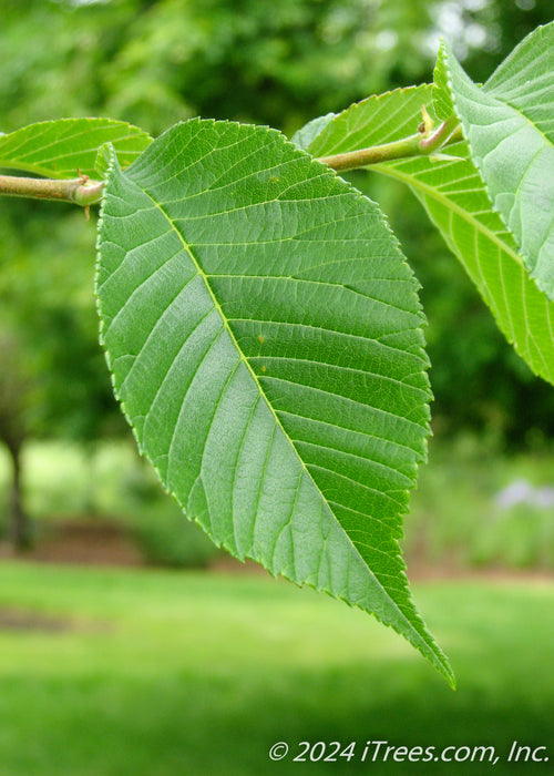 Closeup of shiny dark green leaf with serrated edges.