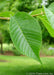 Closeup of shiny dark green leaf with serrated edges.