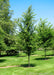 A grouping of Emerald Sunshine Elm planted in an open area of a yard.