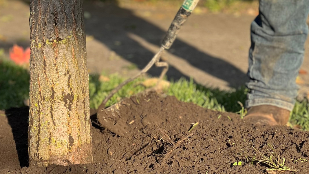 Industry Leading Tree Planting