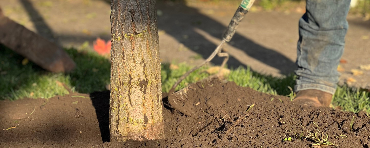 Industry Leading Tree Planting