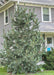 Vanderwolf's Pyramid Pine maturing in front of a house, planted for privacy and screening from the driveway.  