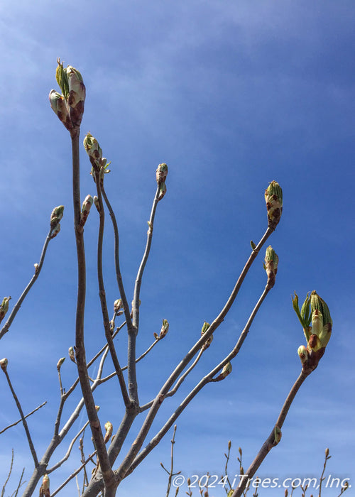 Closeup of newly opening leaf buds.