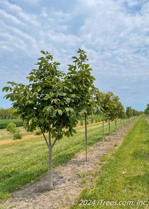 A row of Yellow Buckeye at the nursery with green leaves.