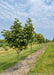 A row of Yellow Buckeye at the nursery with green leaves.