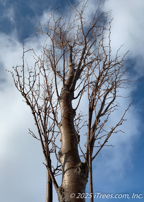 View looking up at a Musashino Japanese Zelkova's canopy in winter at the nursery showing off its narrowly branched canopy. 