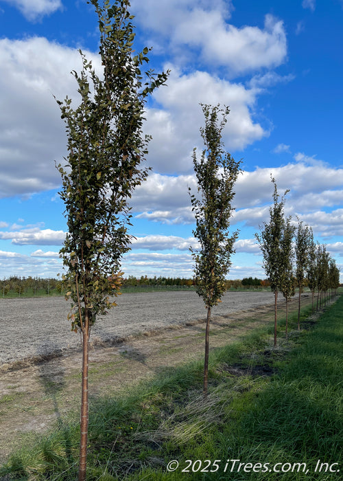 A row of Musashino Japanese Zelkova at the nursery with dark green leaves beginning to change in fall. 