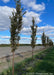 A row of Musashino Japanese Zelkova at the nursery with dark green leaves beginning to change in fall. 