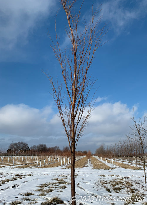 Musashino Japanese Zelkova in winter at the nursery showing off its narrowly branched canopy. 