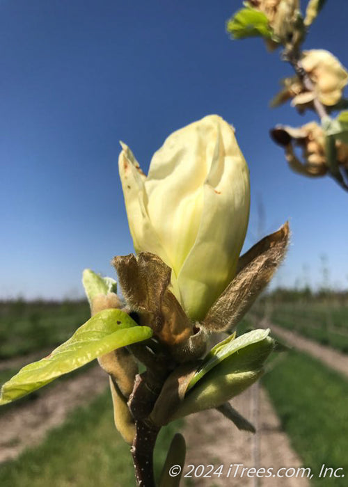 Closeup of a blooming yellow magnolia flower.