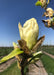 Closeup of a blooming yellow magnolia flower.