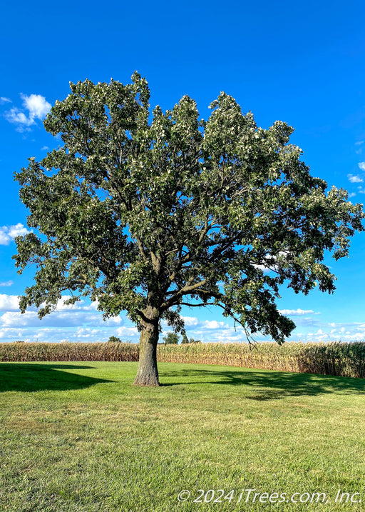 A mature Bur Oak stands in an open field with wide open branching, green leaves, with a cornfield and blue skies in the background.